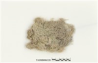 藏品(岸生泥炭蘚)的圖片